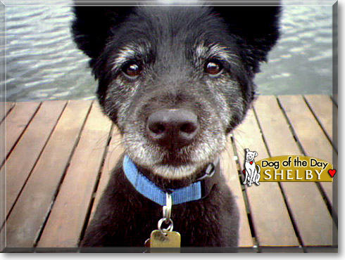 Shelby, the Dog of the Day