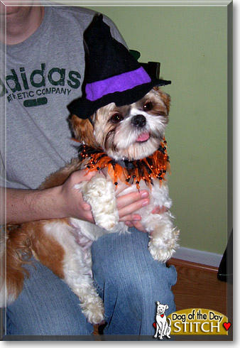 Stitch, the Dog of the Day