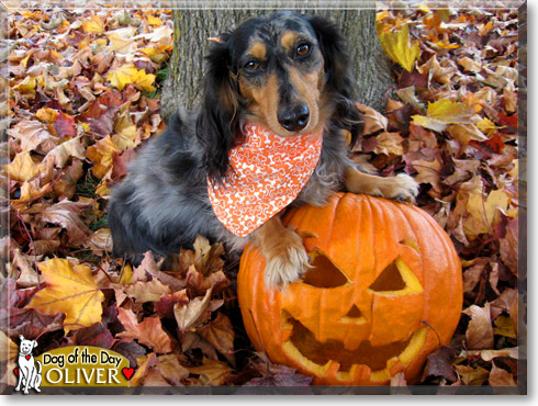 Oliver, the Dog of the Day