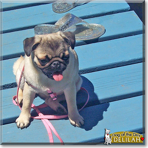 Delilah, the Dog of the Day
