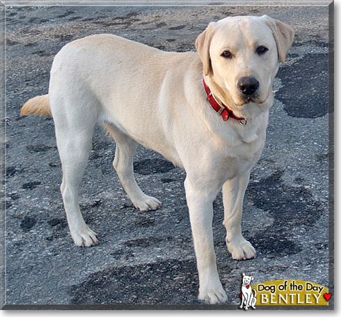 Bentley, the Dog of the Day