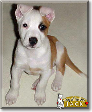 Jack, the Dog of the Day