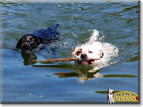 Nismo, the Dog of the Day Nismo, the Dog of the Day