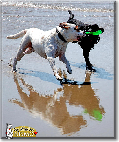 Nismo, the Dog of the Day Nismo, the Dog of the Day
