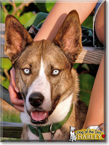 Harley, the Dog of the Day