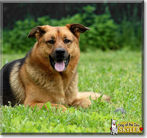 Skyler, the Dog of the Day