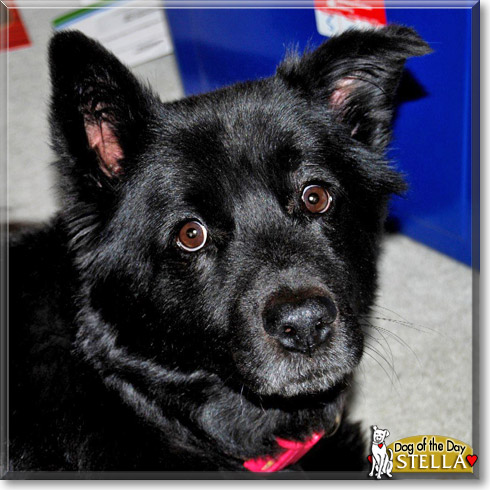 Stella, the Dog of the Day Stella, the Dog of the Day