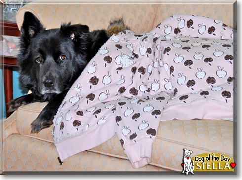 Stella, the Dog of the Day Stella, the Dog of the Day