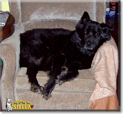 Stella, the Dog of the Day Stella, the Dog of the Day