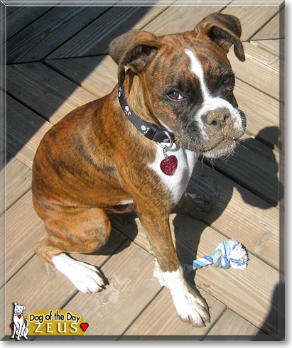 Zeus, the Dog of the Day