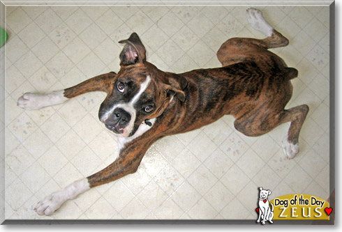 Zeus, the Dog of the Day