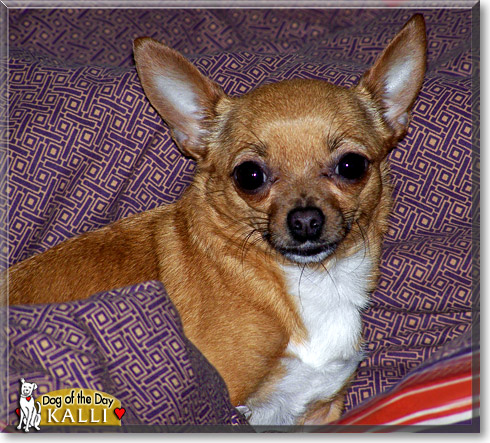 Kalli, the Dog of the Day