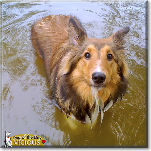 Vicious, the Dog of the Day Vicious, the Dog of the Day