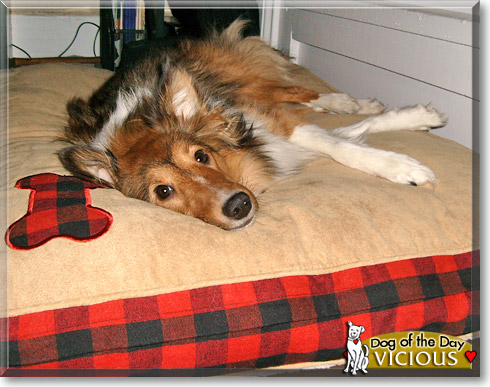 Vicious, the Dog of the Day Vicious, the Dog of the Day