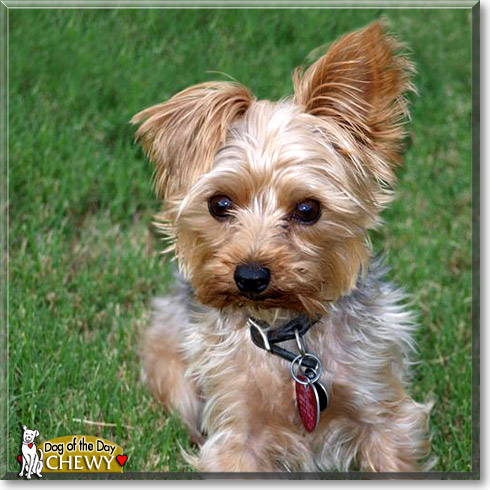 Chewy, the Dog of the Day Chewy, the Dog of the Day