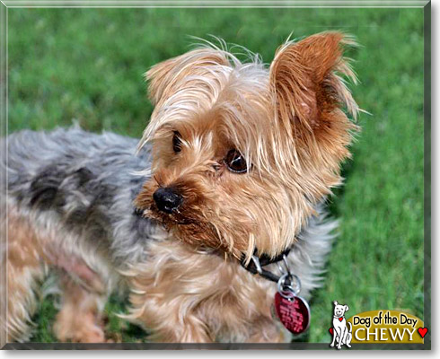 Chewy, the Dog of the Day Chewy, the Dog of the Day