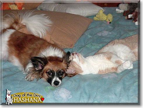 Hashana, the Dog of the Day