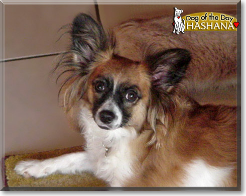 Hashana, the Dog of the Day