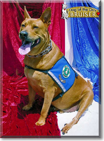 Bruiser, the Dog of the Day