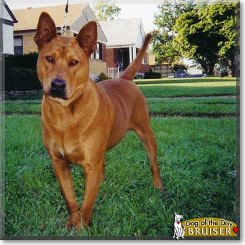 Bruiser, the Dog of the Day