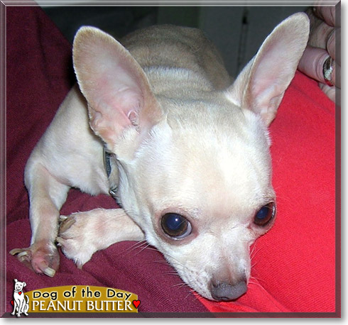 Peanut Butter, the Dog of the Day