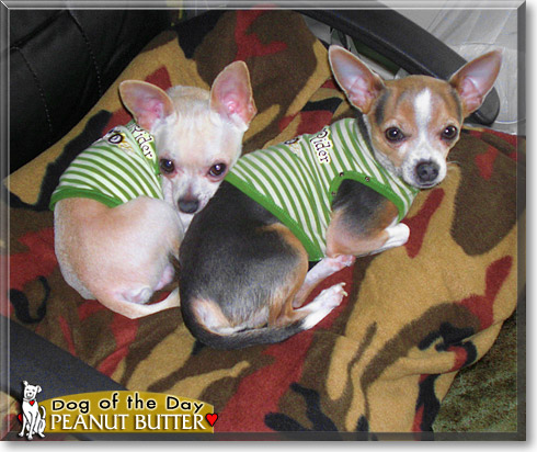 Peanut Butter, the Dog of the Day
