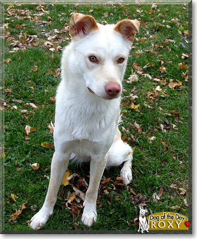 Roxy, the Dog of the Day