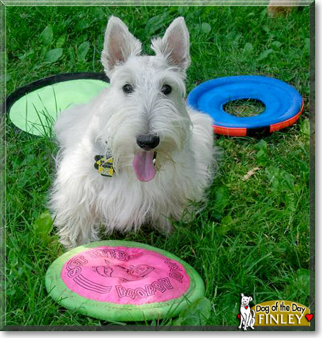 Finley, the Dog of the Day