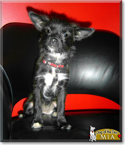 Mia, the Dog of the Day Mia, the Dog of the Day