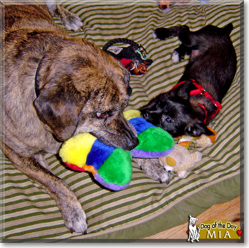 Mia, the Dog of the Day Mia, the Dog of the Day