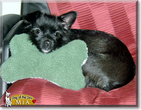Mia, the Dog of the Day Mia, the Dog of the Day