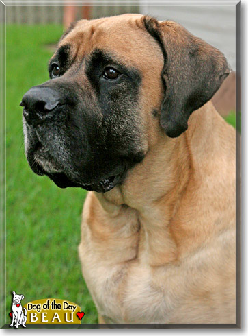 Beau, the Dog of the Day