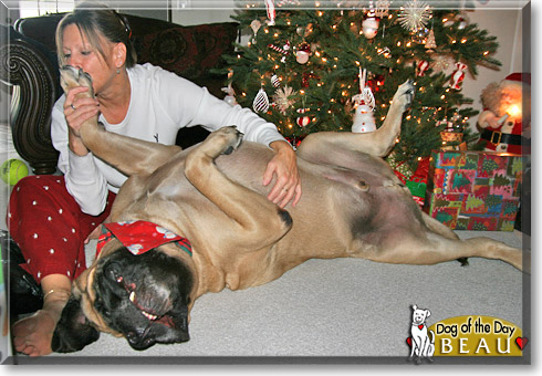 Beau, the Dog of the Day