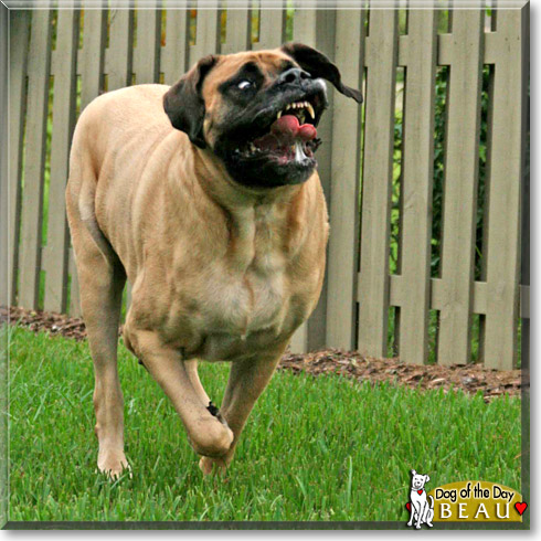 Beau, the Dog of the Day