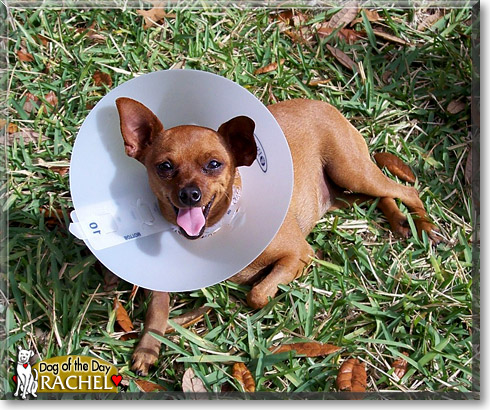 Rachel, the Dog of the Day Rachel, the Dog of the Day