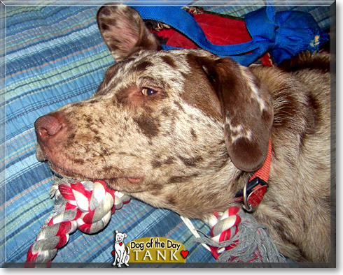Tank, the Dog of the Day