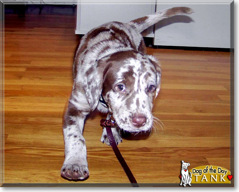 Tank, the Dog of the Day