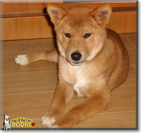 Bodhi, the Dog of the Day