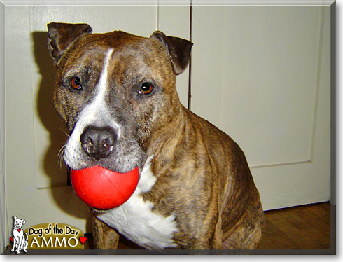Ammo, the Dog of the Day