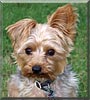 Chewy