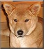 Bodhi