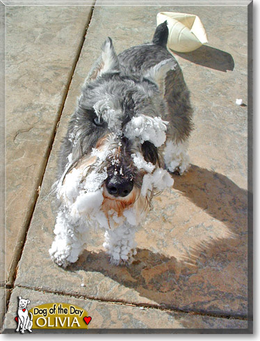 Olivia, the Dog of the Day
