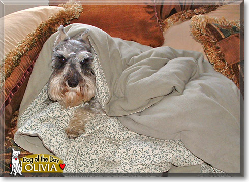 Olivia, the Dog of the Day