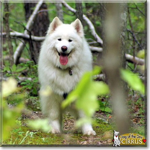 Cirrus, the Dog of the Day
