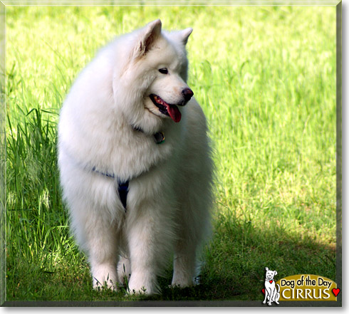 Cirrus, the Dog of the Day