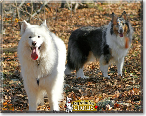Cirrus, the Dog of the Day