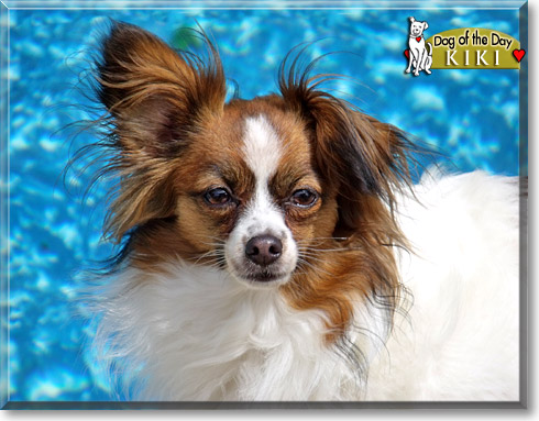 Kiki, the Dog of the Day