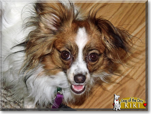 Kiki, the Dog of the Day