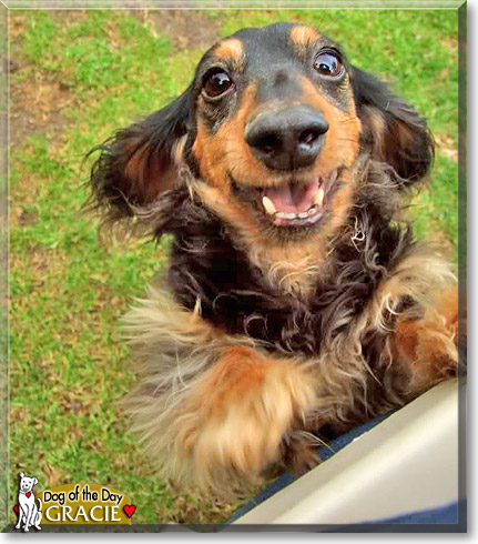 Gracie, the Dog of the Day Gracie, the Dog of the Day