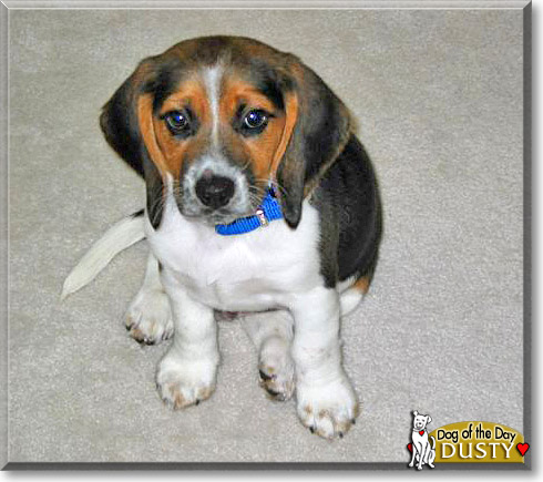 Dusty, the Dog of the Day